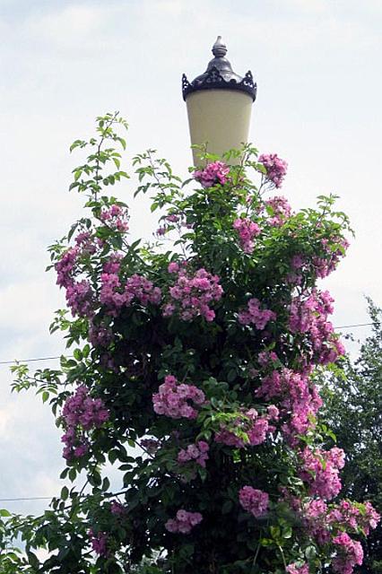 7. Lamp post.JPG -                                